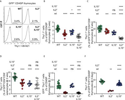 IL-2 and IL-15 drive intrathymic development of distinct periphery-seeding CD4+Foxp3+ regulatory T lymphocytes